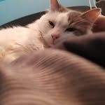 Jerry Mauer Sunshine - @fluffycatjerry - Instagram
