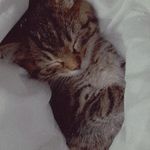 @jerry_tabbycat - Instagram