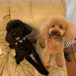 @jerry.taffy - Instagram