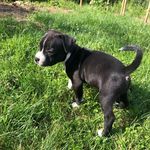@staffbull_jerry_lee - Instagram