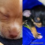 Taffy y Jerry - @taffyandjerrythechihuahuadogs - Instagram