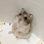 🐹Jerry & Tom🐹 - @jerry__n__tom - Instagram