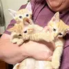 Jerry’s Cat Rescue - @teresa.ellifritt - TikTok