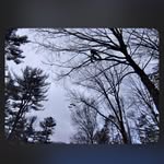 TreeTrimmerJerry - @treetrimmerjerry - Instagram