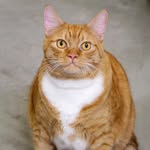 Jerry (Troy & Trica Wright) - @ourorangecat - Instagram