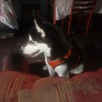 jerry josue amaya ulloa - @josue1237818 - Instagram