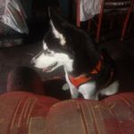 jerry josue amaya ulloa - @josue0342022 - Instagram