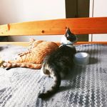 Jerry Hank Vuong - @jerryandkelly23 - Instagram