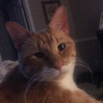 Tennessee Felines - @jerry_wayne_and_friends_ - Instagram