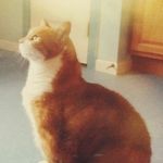 Jerry Welch - @jerrywelchthecat - Instagram
