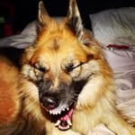 Jerry🐶 - @jerry._.western - Instagram