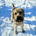 jerry_wheatenterrier = other - @jerry_wheatonterrier - Instagram