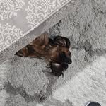 Jerry Whitten - @jerry_whitten_meow - Instagram