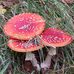 Gerry Wildeman - Facebook