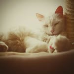 jerry - @jerry_wild_cat_ - Instagram