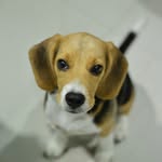 Jerry - @jerry_wildbeagle - Instagram