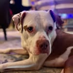 Jerry Runs Wild 🐾 - @jerrygarcia_the.pitbull - Instagram