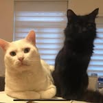 Jerry Willow - @onyxrubywillow - Instagram