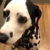 Willowi - @willowjerry - TikTok