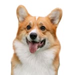 Jerry (Frei Wind Jerome) - @corgi_jerome - Instagram