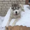 Хаски Джерри🐕 - @jerry__wolf - TikTok