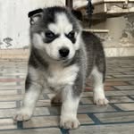 jerry - @jerry_wolf_husky - Instagram