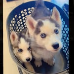 Jerry - @jerry_wolf_huskyy - Instagram