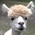 Jersey Shore Alpacas - @jerseyshorealpacas - Instagram