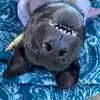 Jersey Shore Animal Center - @jerseyshoreanimalcenter - TikTok