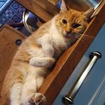 Jerzy Baran - @julek_stupid_cat - Instagram