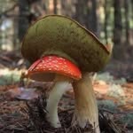 Jerzy Grzybowski - @grzybek1956 - Instagram