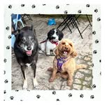 Jess Bailey - @wagdalepetservices - Instagram