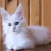 jess benson - @bensonmainecoon - TikTok