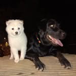🐶❤ Jess & Casper 👅🐶 - @jess_and_casper - Instagram