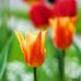 Jess Chua - Facebook