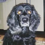 Jesse_coker - @jesse_dog56 - Instagram