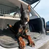 jess & deacon 🐾 - @deaconthedobe - TikTok