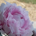 Jess Fields - @jeppsonlinethriftstore - Instagram