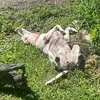 Jessie Knox - @knox.in.a.box - TikTok