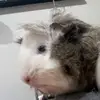Jess - @jessiicaleung - TikTok