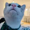 Meimei J - @jessleung296 - TikTok
