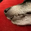 jesssnyder805 - @___horror___film____ - TikTok