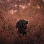 JESS YOUNG - @pawtraitsbyjess - Instagram