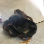 Jesse Aaron - @jesseaaron12904 - Instagram