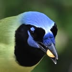 Jesse Agee - @mayallyourbluesbebirds - Instagram