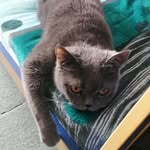 Jesse Allison - @jesseallison84 - Instagram