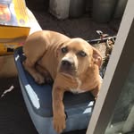 Jesse Allison - @pubg_is_poo - Instagram