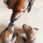 Три таксы . Отец , сын и дочь - @archie_jesse_and_richard - Instagram
