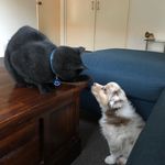 Jesse and Archie🐶🐈 - @archieandjesse18 - Instagram