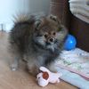 🐶Jesse and Archie🐶 - @toca_2309 - TikTok